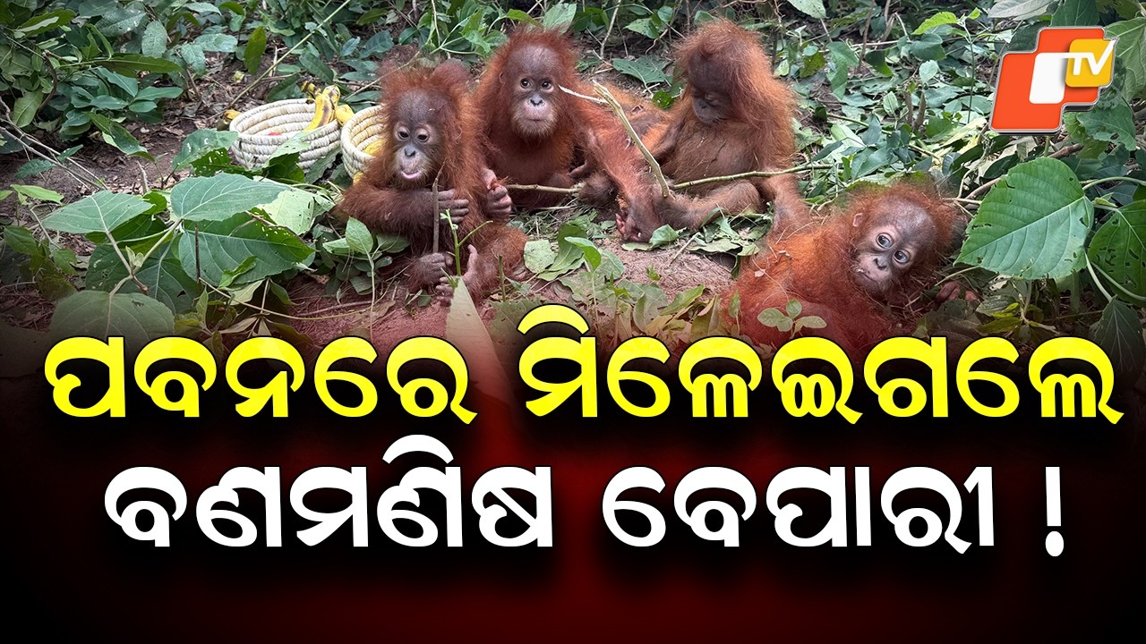 Special Story: 10 Days On, Orangutan Smuggling Mystery Still Unsolved