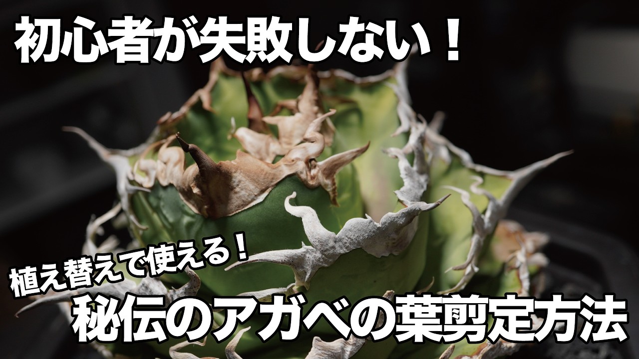 【秘伝のアガベの剪定法】植物のバランスを整えろ！【多肉植物】【初心者】【ROCKさん】【園芸】