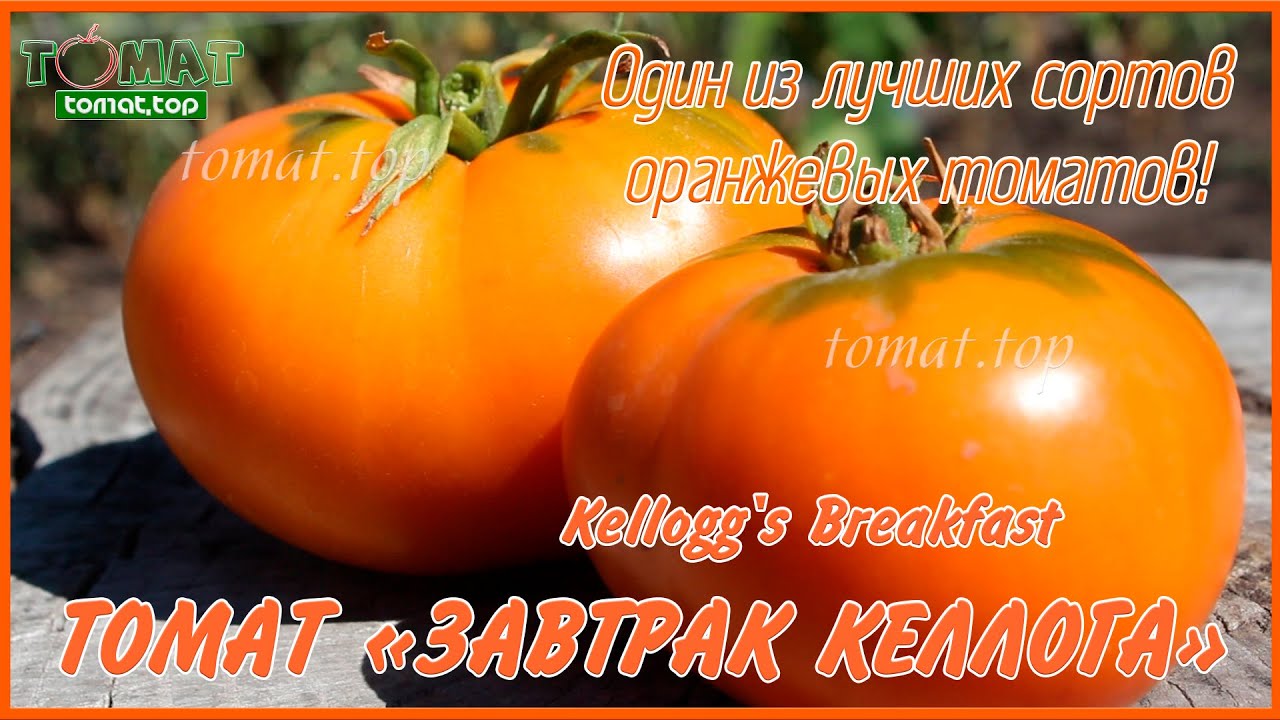 Лучший оранжевый сорт.Томат Завтрак Келлога.Томат Kellogg's Breakfast.Описание, отзыв,характеристики