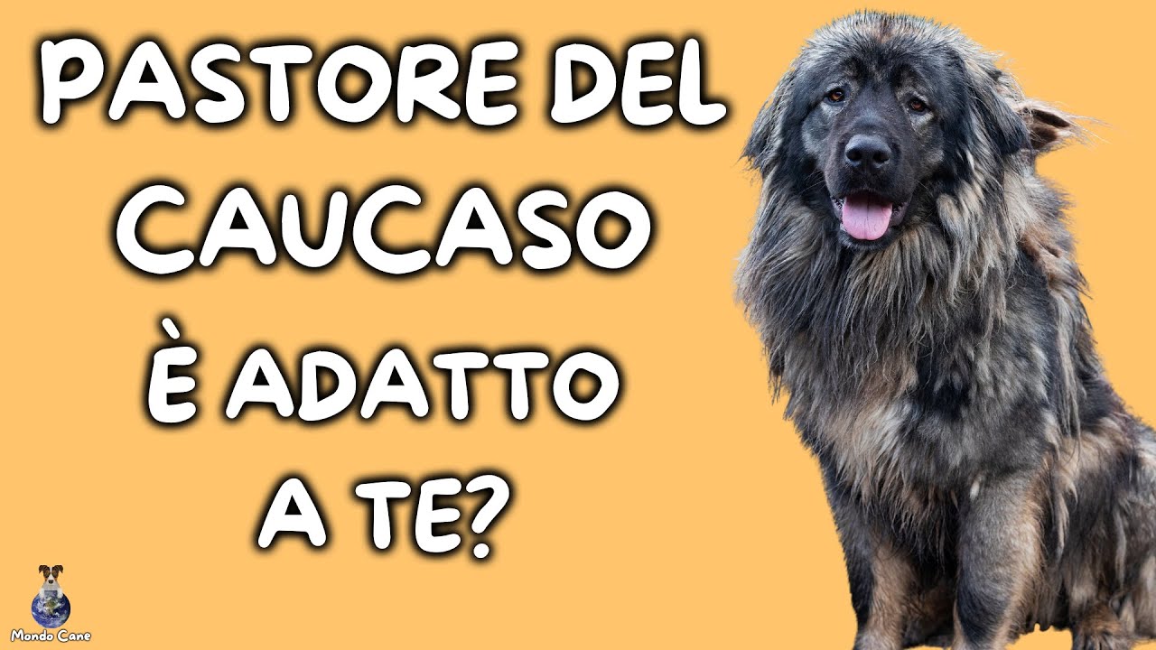 Pastore Del Caucaso: Cosa Sapere