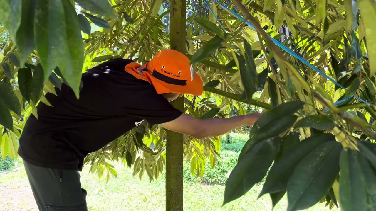 Pruning Durian Musang King Rimbun | Usia 25 Bulan Pasca Tanam