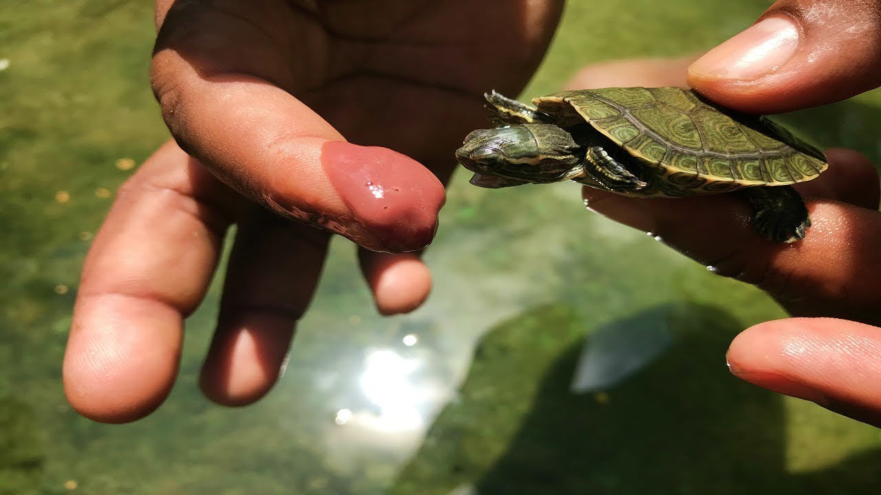 primer día de comida de las tortugas bebé