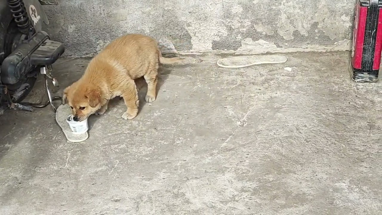 流浪小狗被救助，终于有了爱它的人The stray puppy was rescued and finally has someone who loves it.