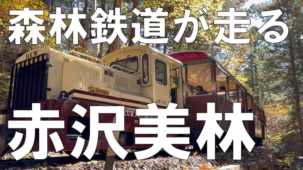 赤沢自然休養林（赤沢美林） 紅葉＆森林浴で最後の秋を満喫 【信州人が地元再発見の旅】第70回