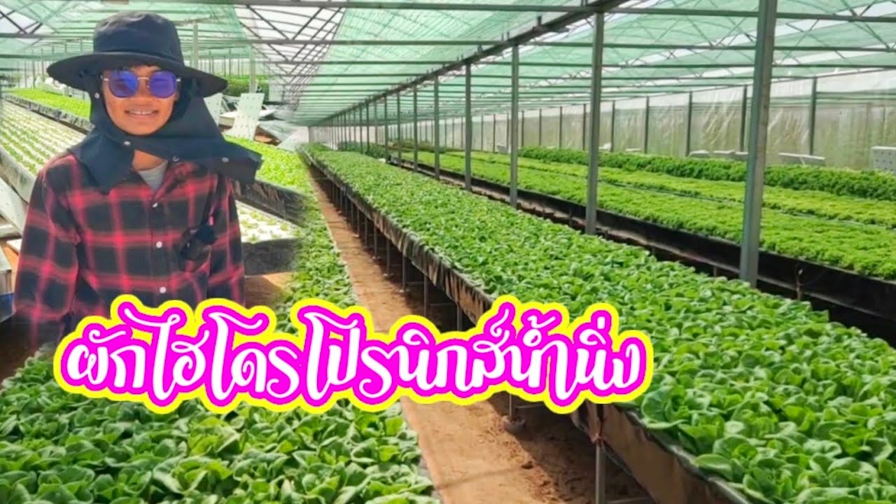ผักไฮโดรโปรนิคส์แบบน้ำนิ่ง แหล่งใหญ่ของอีสาน อ.น้ำพอง จ.ขอนแก่น