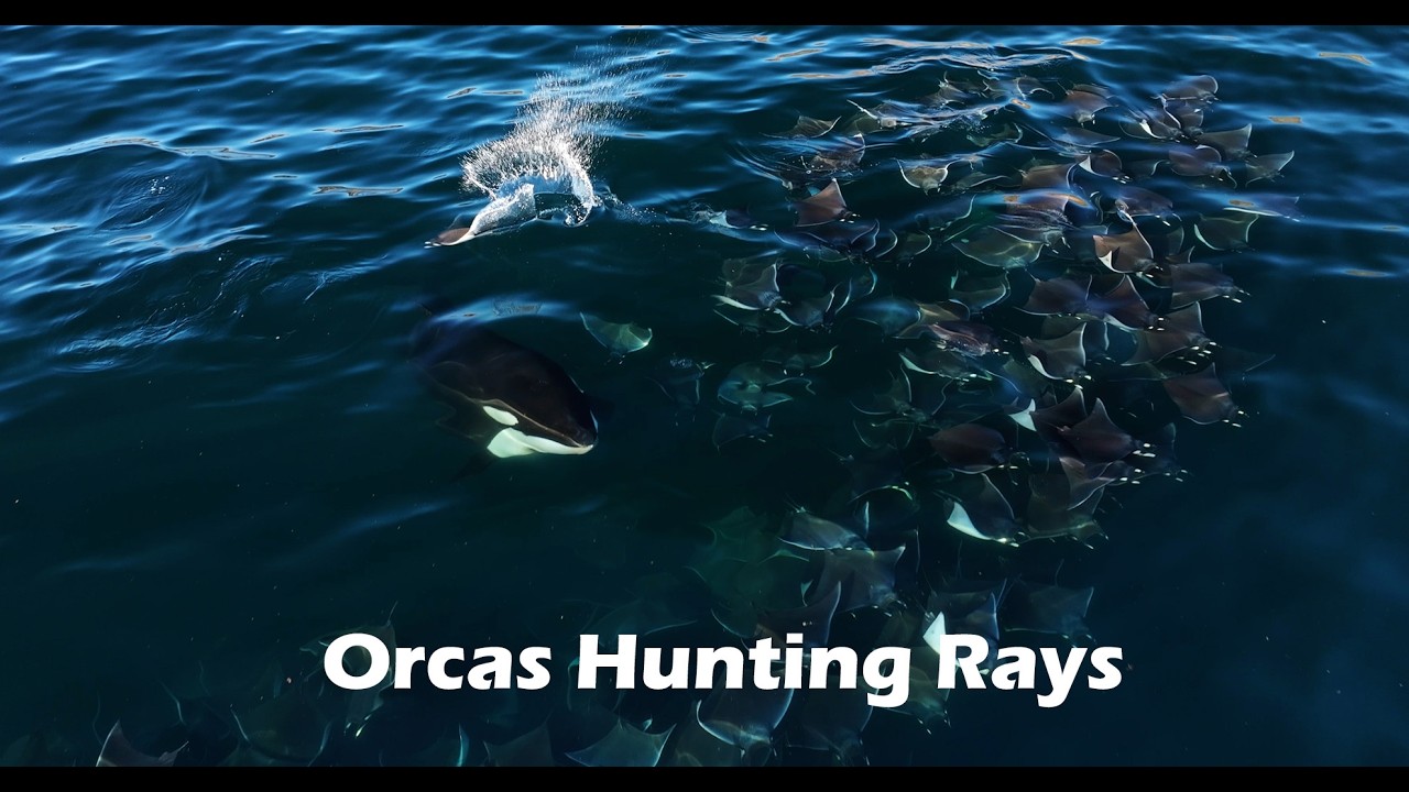 Rare Footage of Orcas Hunting Rays (4K)