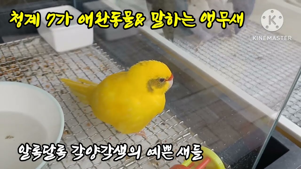 청계7가 애완동물과 조류시장 (앵무새등 예쁜새들 토끼 햄스터등을 만나다)