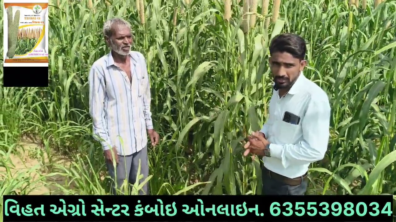 //જોવો ખેડૂત મિત્રો :વિશ્વાસ 44 બાજરીની ખરીદી કરતા @વિહત એગ્રો સેન્ટર. 6355398034:ગામ ધનકવાડા ફિલ્ડ/