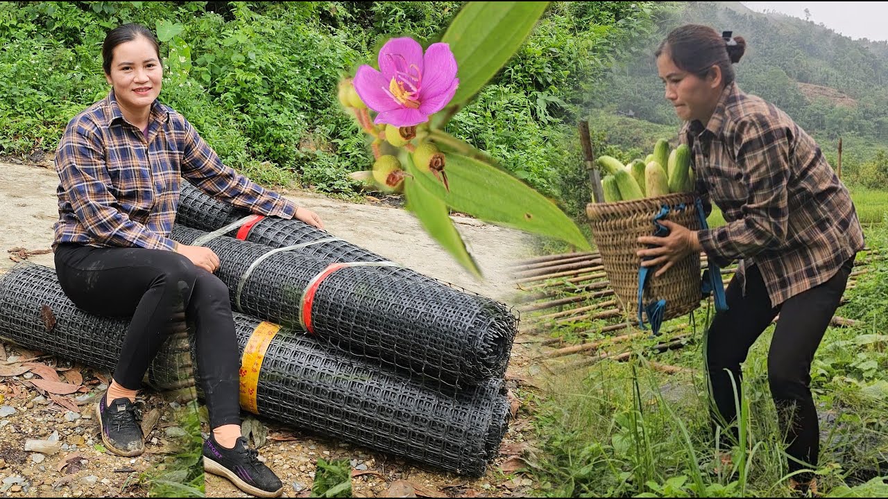 Pick melons to sell, buy plastic nets to fence around the garden.NGUYEN THI MUOI