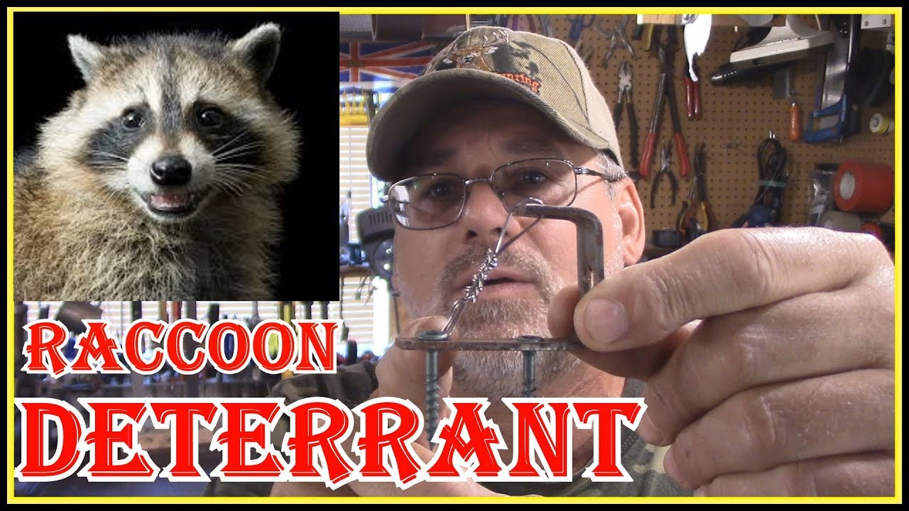 HOW TO SAFELY KEEP RACCOONS AWAY FROM YOUR HOUSE/PROPERTY AND OFF YOUR FENCES