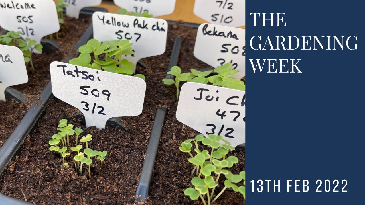 The gardening week | Asian greens and alliums!