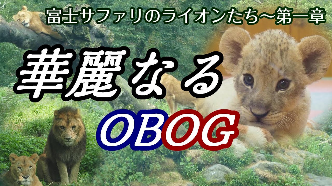華麗なるOBOG【富士サファリのライオンたち🦁第一章】