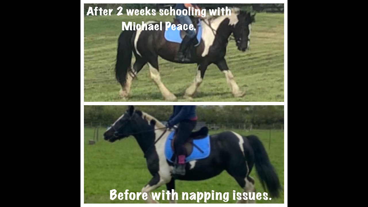 Sold as 'Mary Poppins Pony' Michael Peace fills in the gaps in her ridden education & understanding.