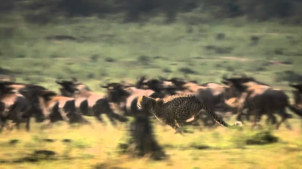 Wunder der Serengeti 3D - Im Reich der Gnus (Blu-ray) (Deutscher Trailer)