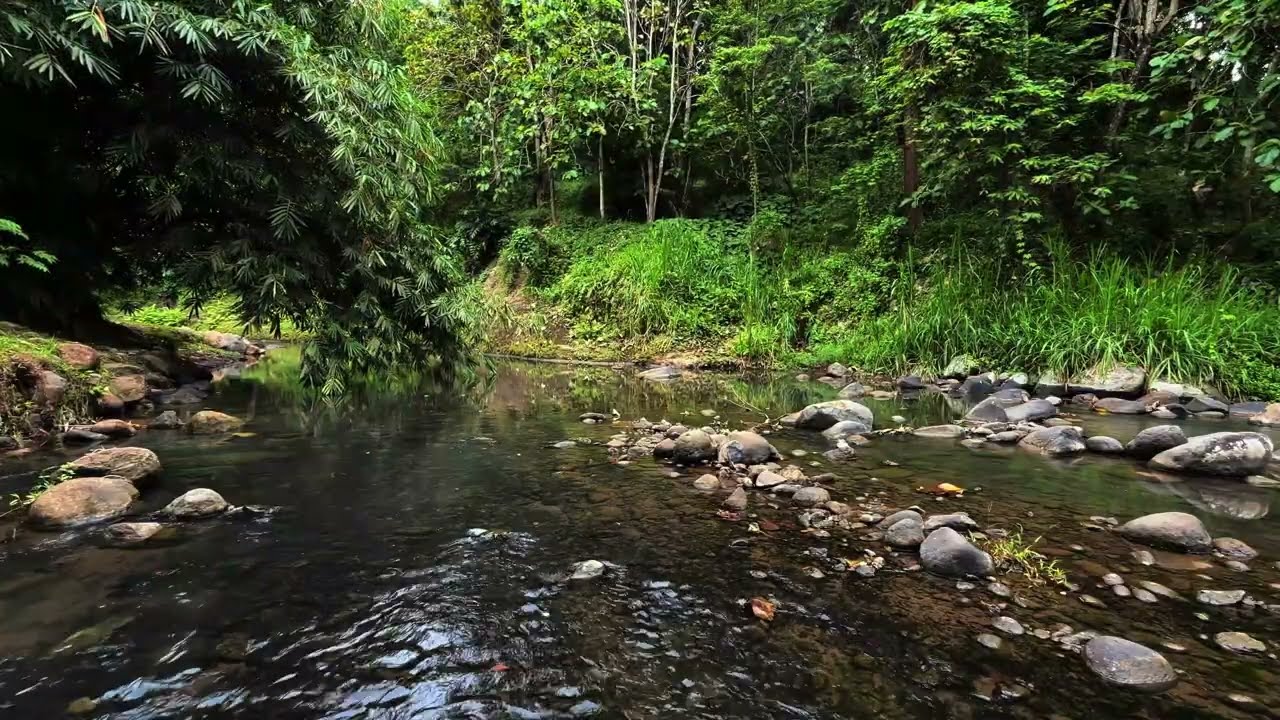 Forest Stream Sounds for Peaceful Sleep