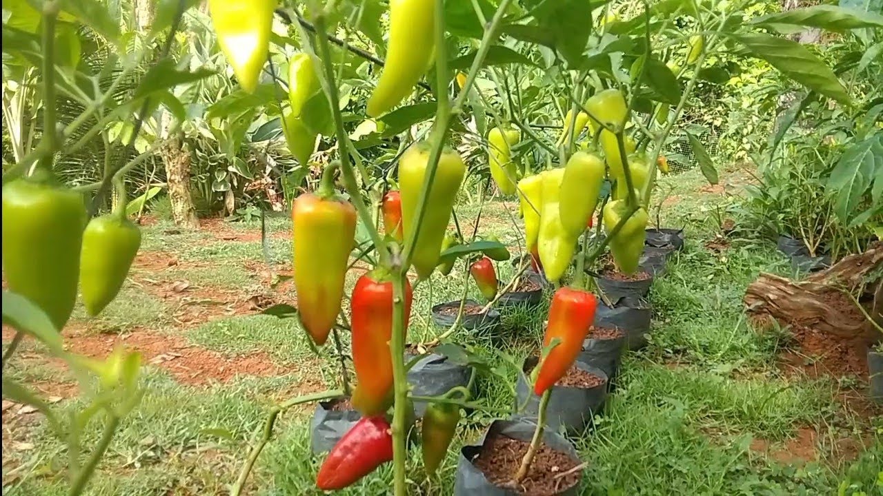 Atsal Garden Harvesting #kaprobinsya #buhayprobinsya #atsal #bellpeppers 