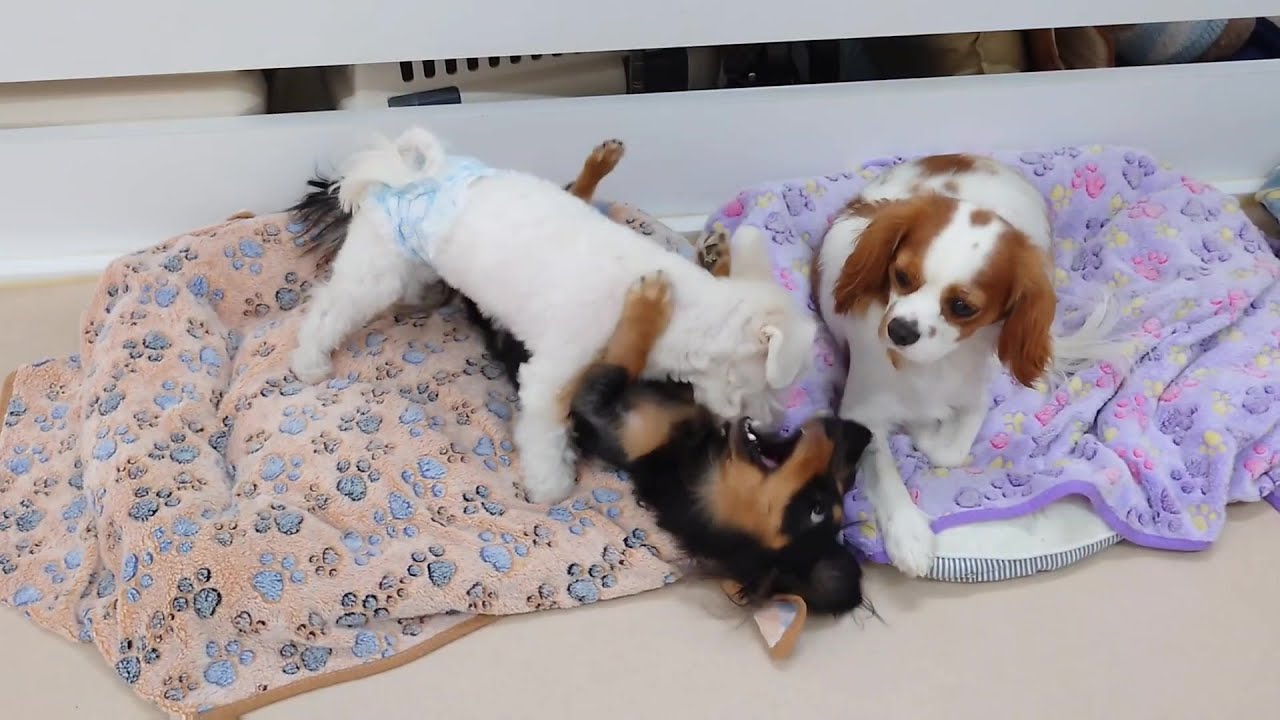 はしゃぎすぎてキャバリアさんに迷惑な二人　🐶ひみつきちなう！①🐶  2026年1月15日