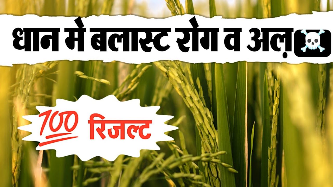 धान मे बलास्ट रोग की दवा🔥Dhan Me Blast Rog Ki Dawa🌾Dhan Me Leaf Blast 2022