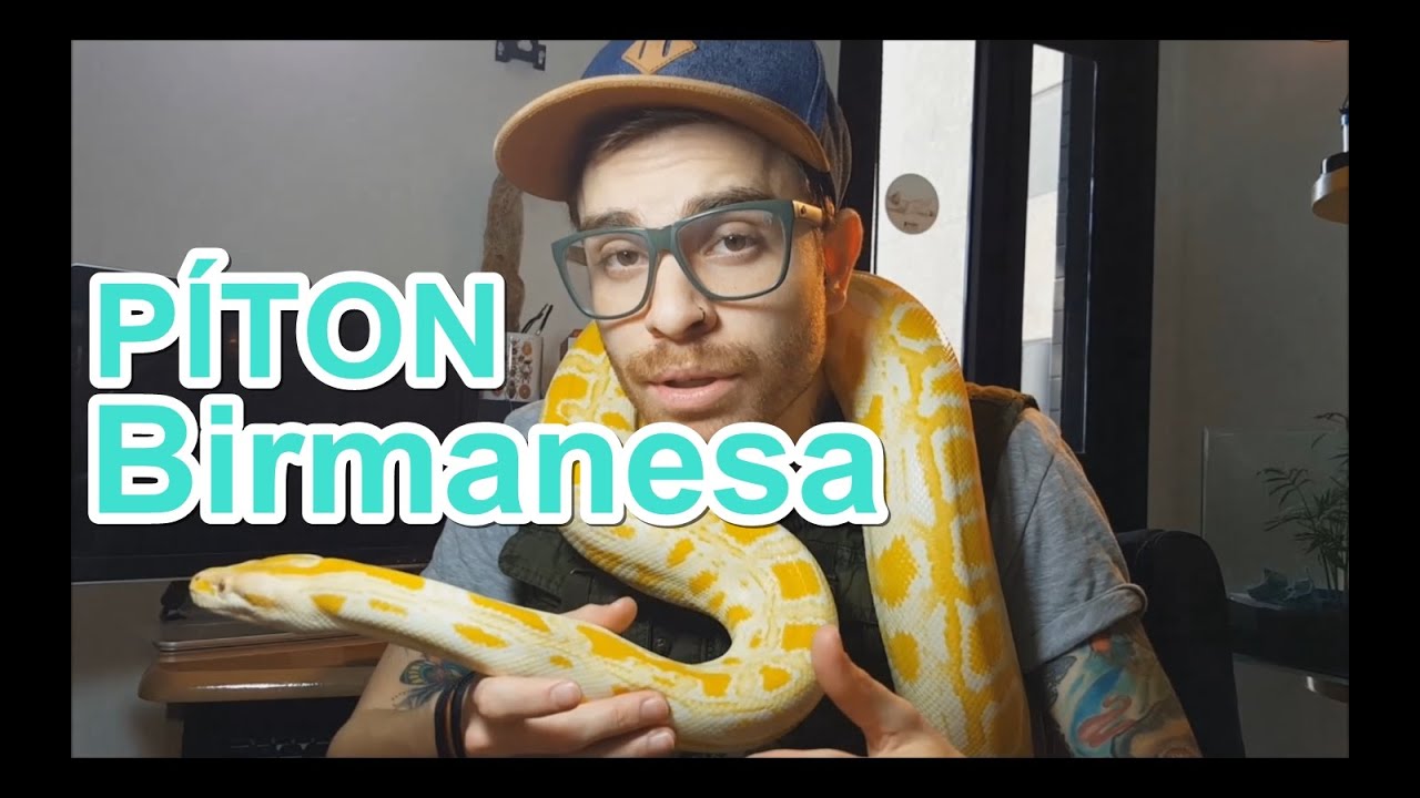 Papo de Bi&oacute;logo: P&iacute;ton birmanesa (Python molurus)