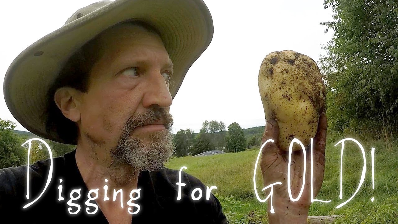 40 POUNDS of POTATOES | DIG for Yukon GOLD! | HARVESTING FOOD is FUN