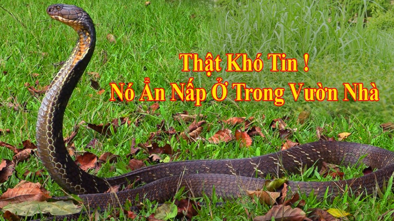 Rắn Rất To - Một Tay Không Thể Ôm Hết Thân Của Nó | @Leafhouse1986New