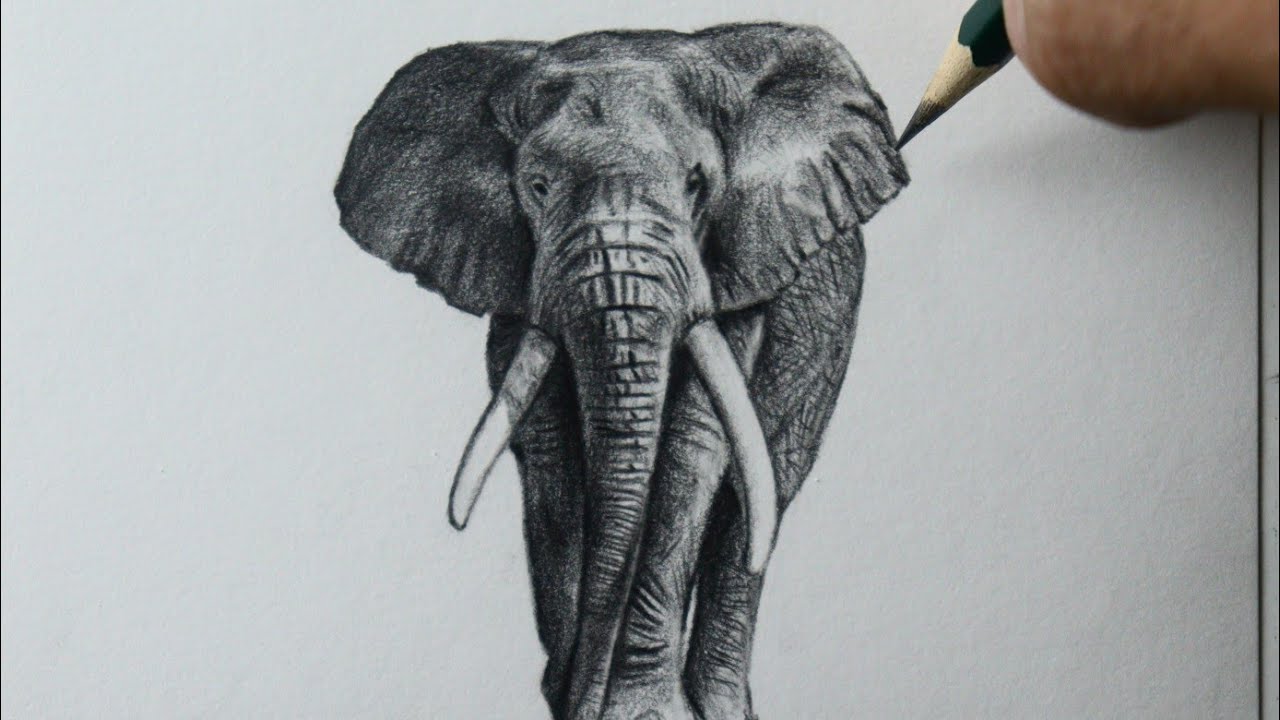 Como desenhar um Elefante - PASSO A PASSO - narrado