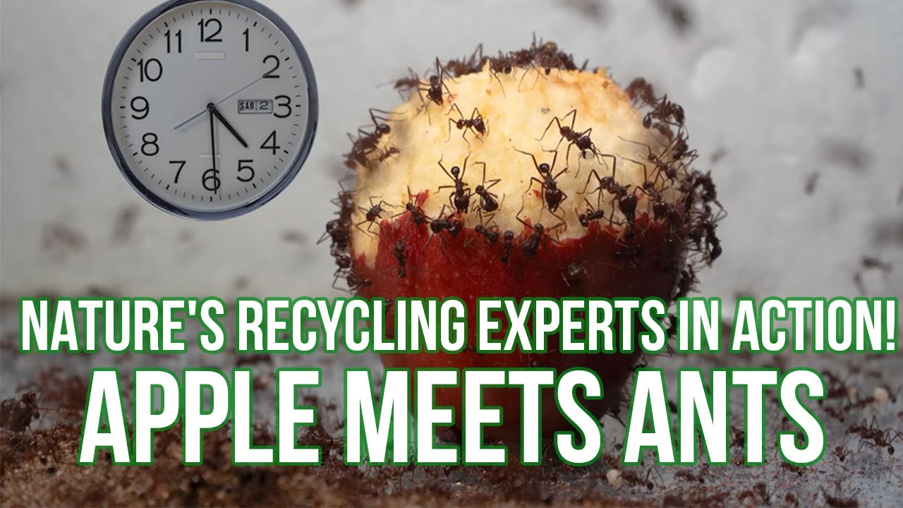 Will ants eat an apple? Observing ant behavior with an apple experiment.