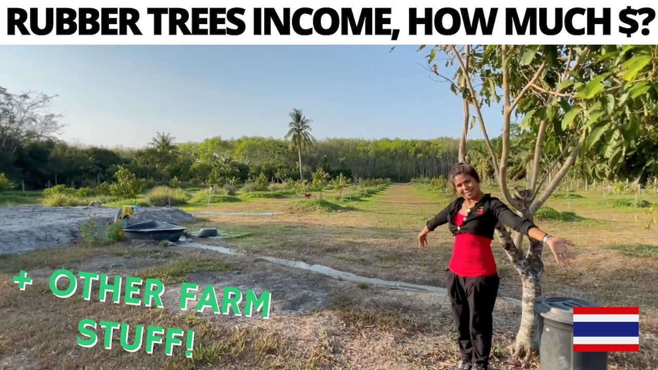How Much Money Do Rubber Trees Make, in Thailand? 🇹🇭