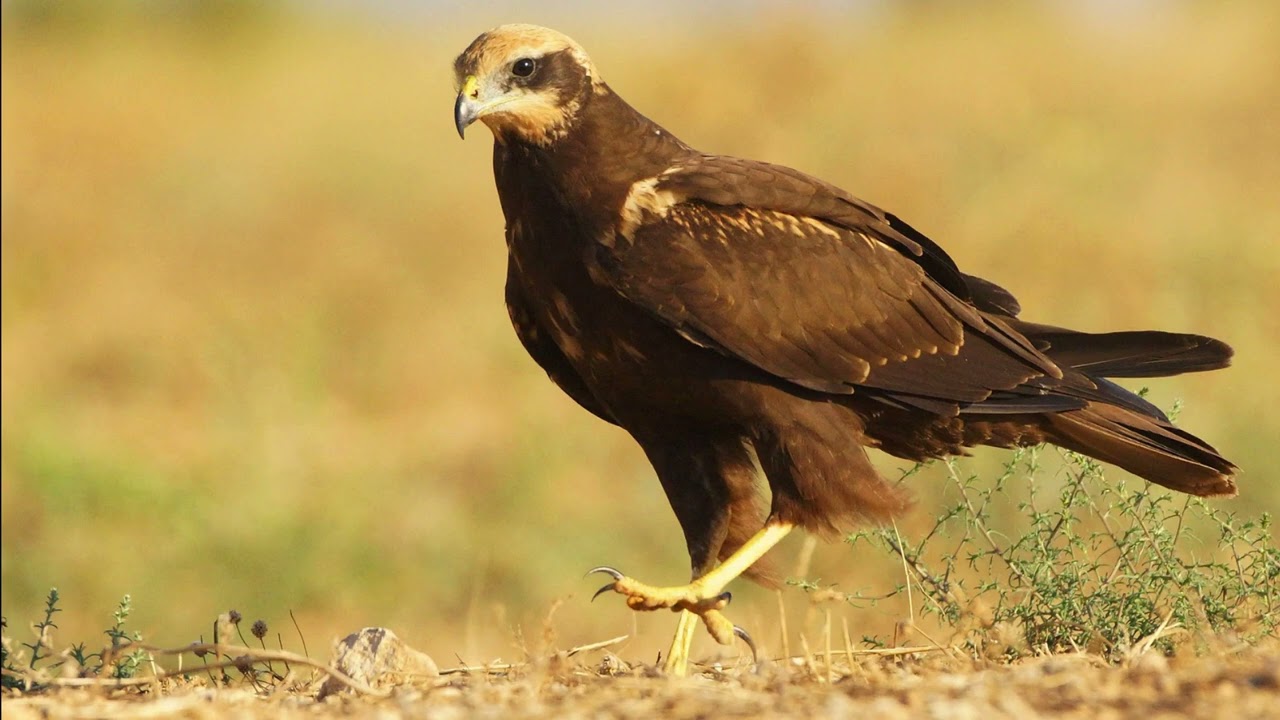 Circus aeruginosus