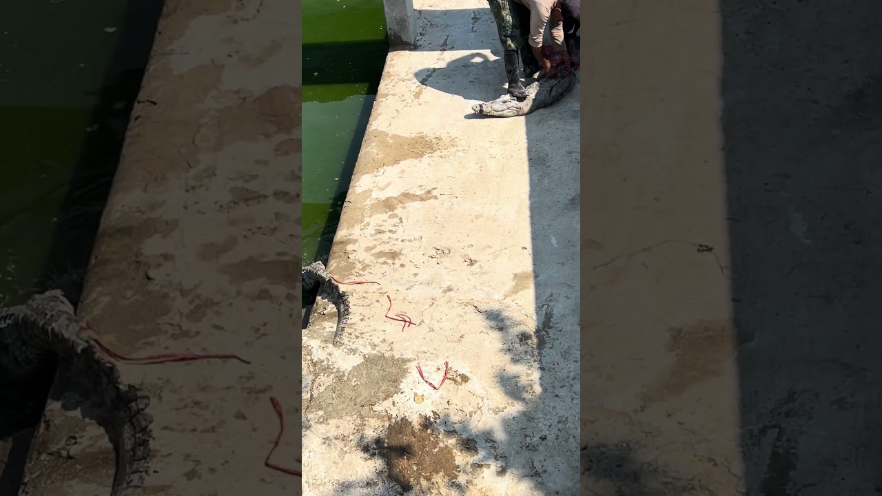 They are releasing crocodiles into the new tank. #crocodile #animals