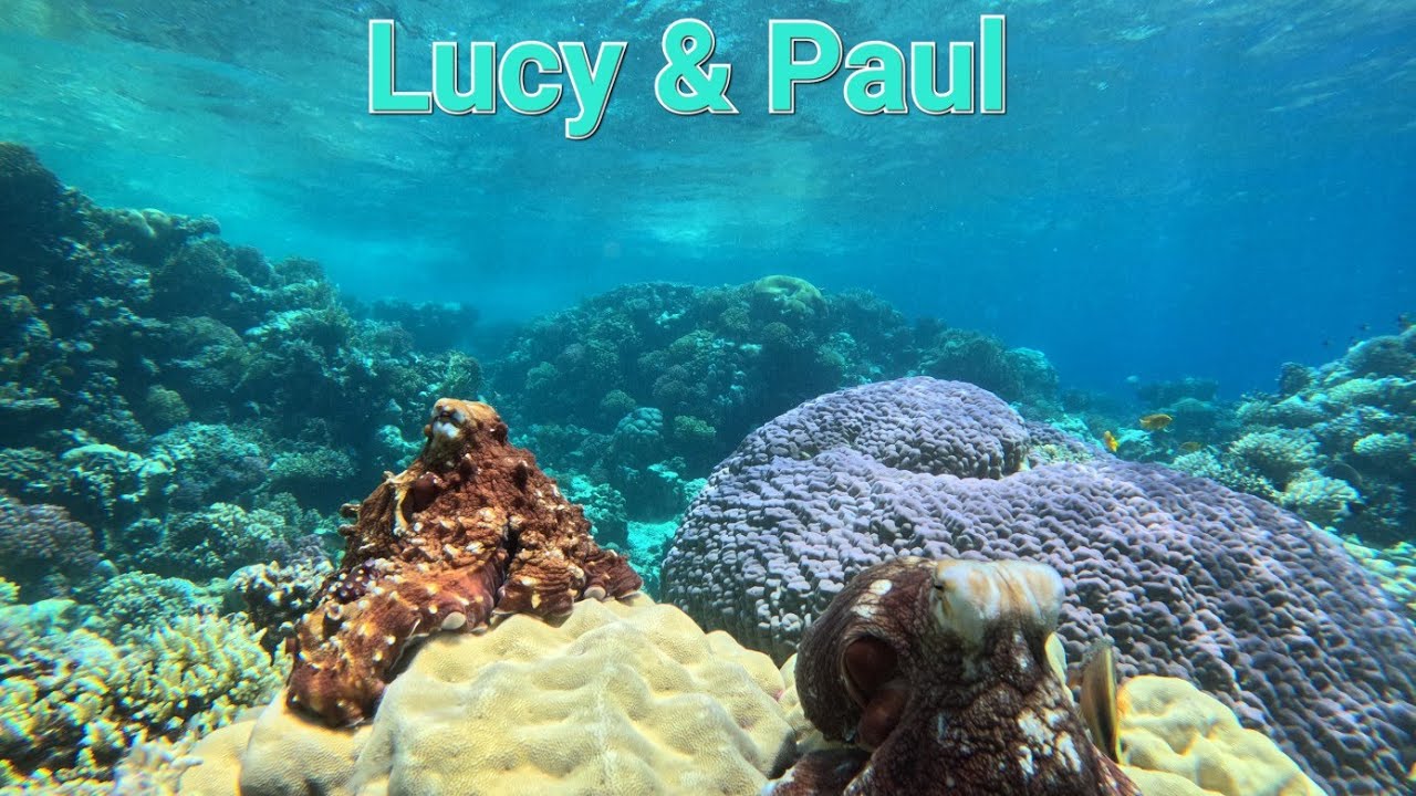 Paul & Lucy - Meine kleine Oktopus Geschichte