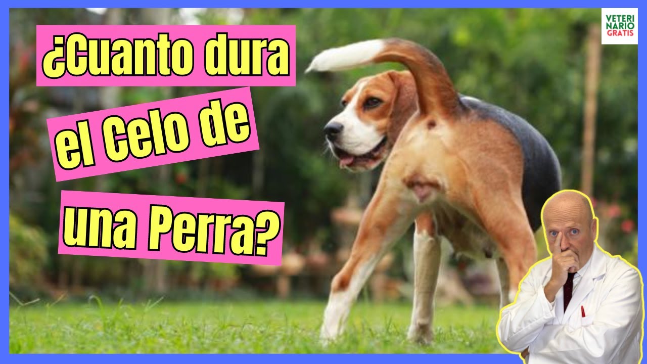 💝 ¿CUANTO DURA EL CELO DE UNA PERRA? 💝