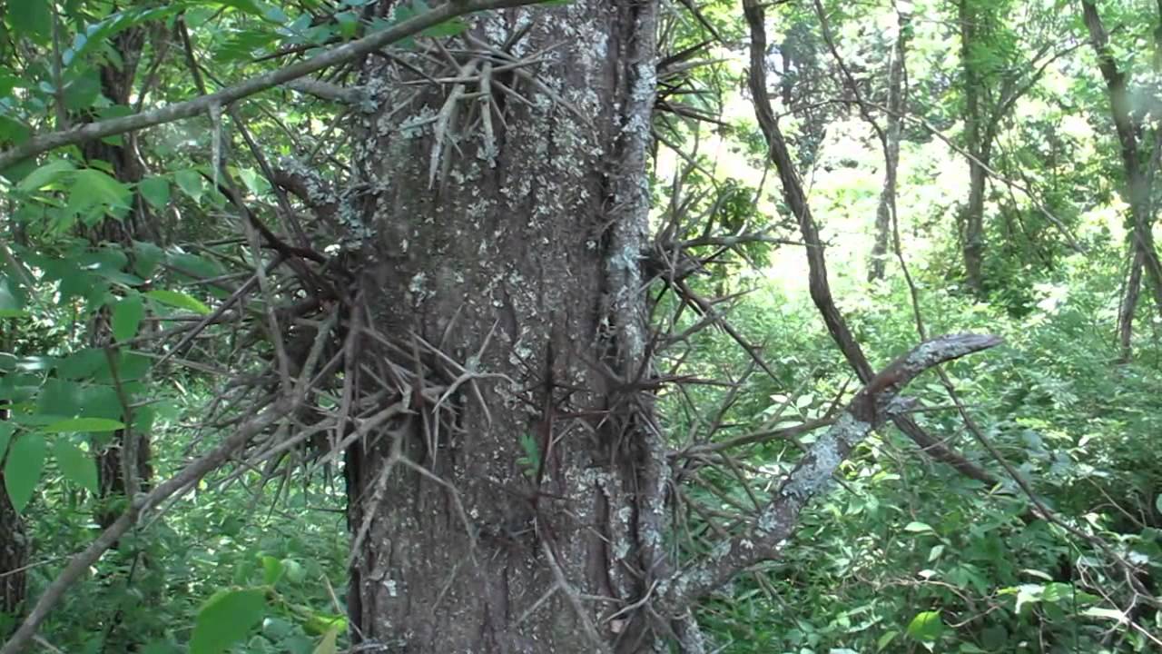 Eastern Woodland Trees and their Uses 1