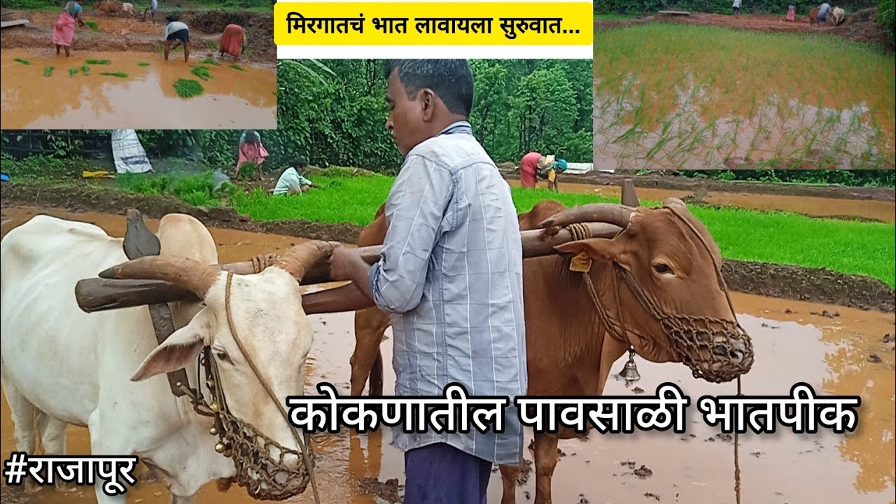 आजपासून भात लावणीला सुरुवात केली | कोकणातील पावसाळी भातपीक | कोकणातील नांगरणी | #kokanvlogs #farming