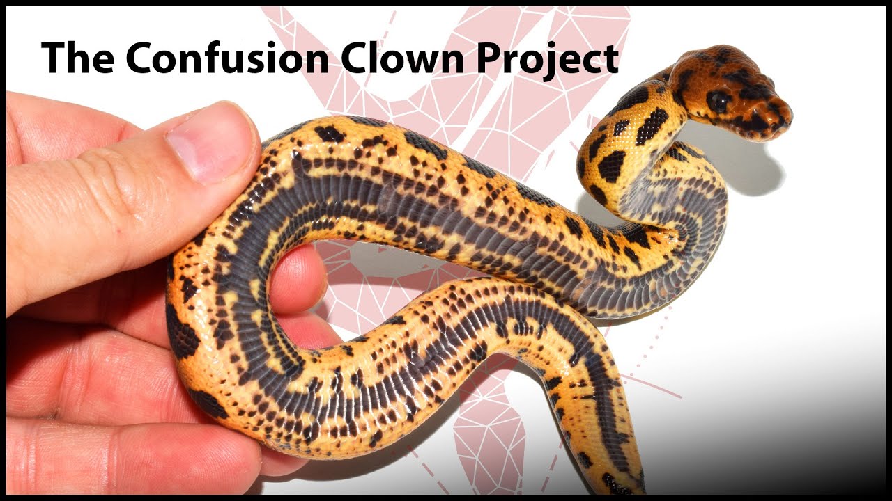 In-depth look at the Confusion Clown project (2019) Morphs 101 special!