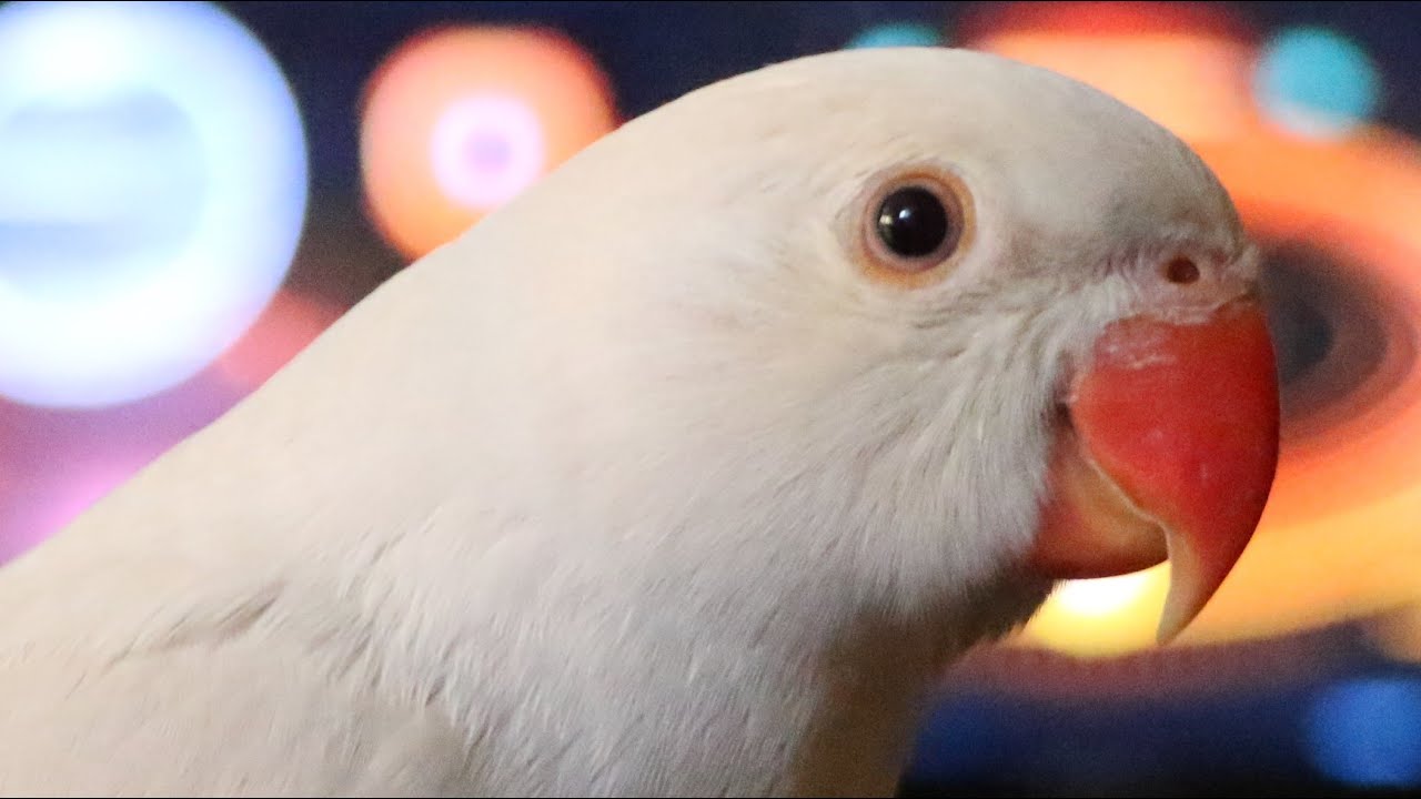 Natural Sounds - Indian Ringneck