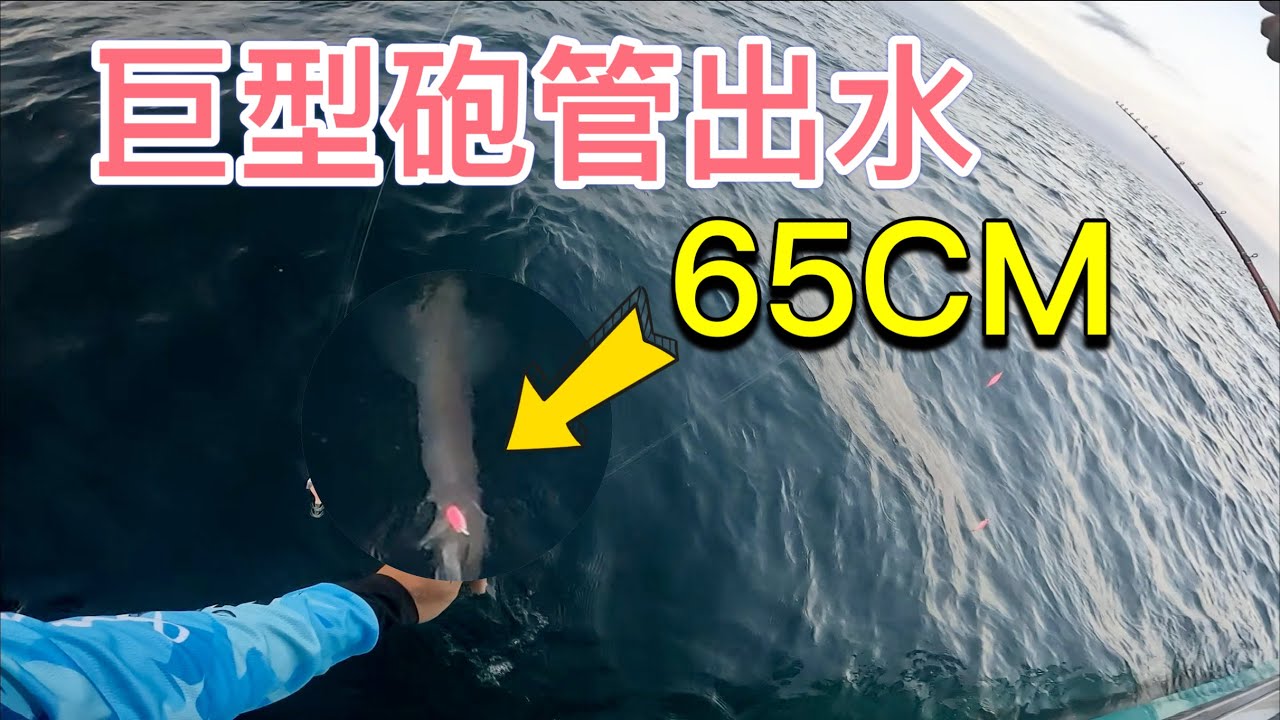 咬瘋了巨無霸砲管出水！澎湖稀有當令海鮮聖品，有錢還不一定買得到！#赫馬士 #透抽 #路亞