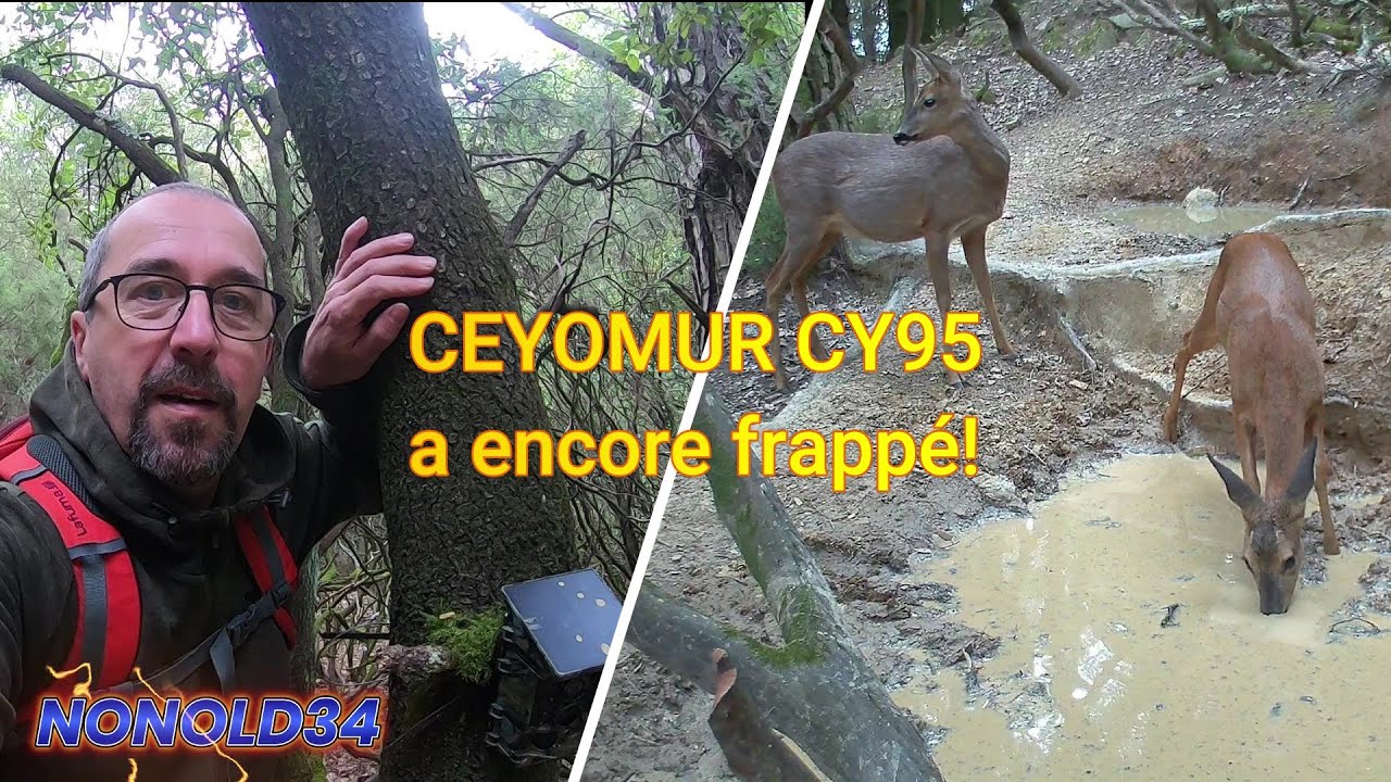 Encore de jolies prises avec ma caméra piège Ceyomur cy95!  #caméradechasse  #faunesauvage  #nature