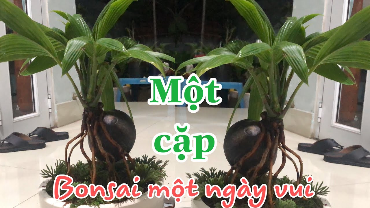 C&aacute;ch n&agrave;o để c&oacute; C&acirc;y dừa bonsai đẹp🌴 How to build a fashion coconut bonsai