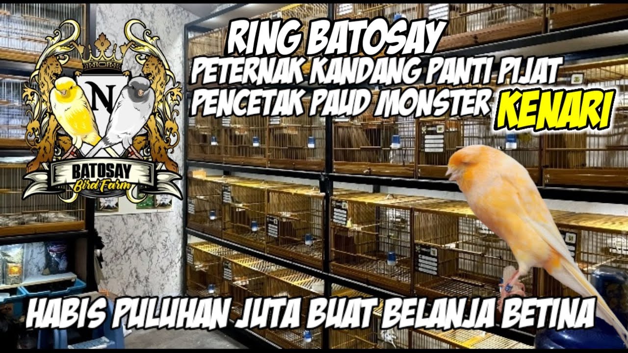 RING BATOSAY, Blanja Materi Betina Habis Puluhan Juta #kenarigacor #kenari #yorkshire