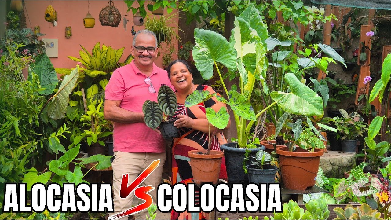 APRENDA A DIFERENCIAR ALOCASIA E COLOCARIA DE UMA VEZ POR TODAS: DICAS DE CULTIVO