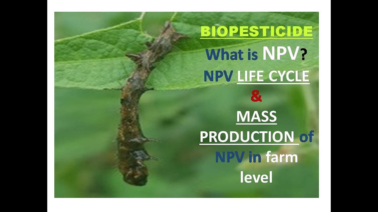 NPV , Life cycle of NPV, Mass production and apply in the field