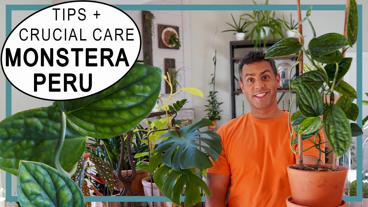 Houseplant Trends 2022: Monstera Peru (Monstera Karstenianum) Crucial Care! #Monstera #MonsteraPeru