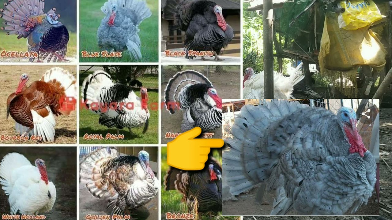 2.76-HOW MUCH IS A PAIR OF TURKEY,  HOW MUCH WILL IT PRICE?