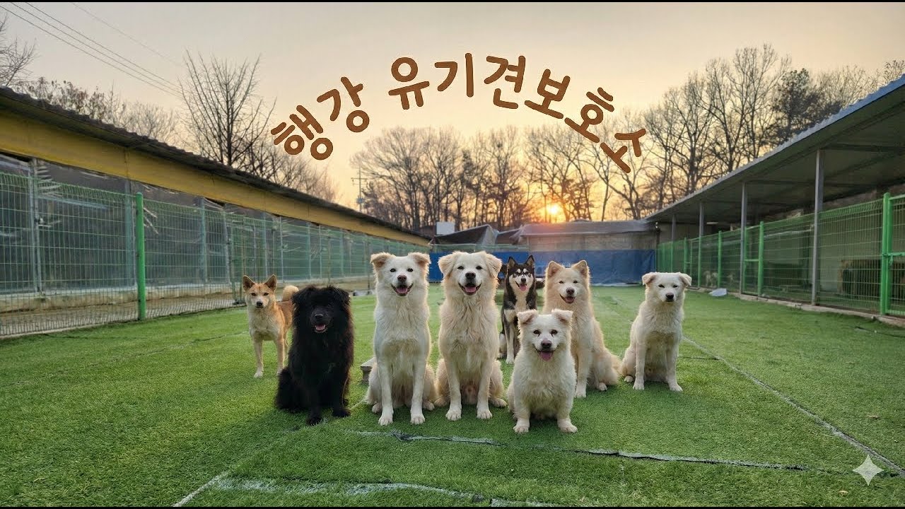 행강 유기동물입양센터 라이브방송