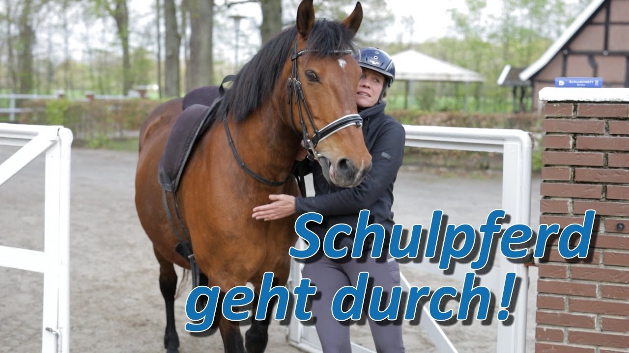 Schulpferd geht durch und nimmt keine Hilfen an - 15 Jahre Schulbetrieb hinterlassen Spuren