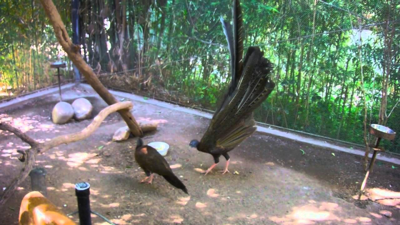 Great Argus Pheasant Courtship Dance