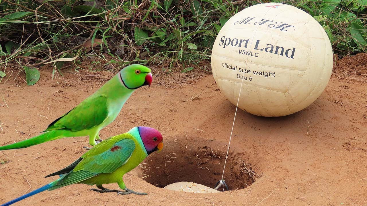 Making Underground Quick Parrot Trap Using Ball And Paper - Easy Simple  Bird Trap