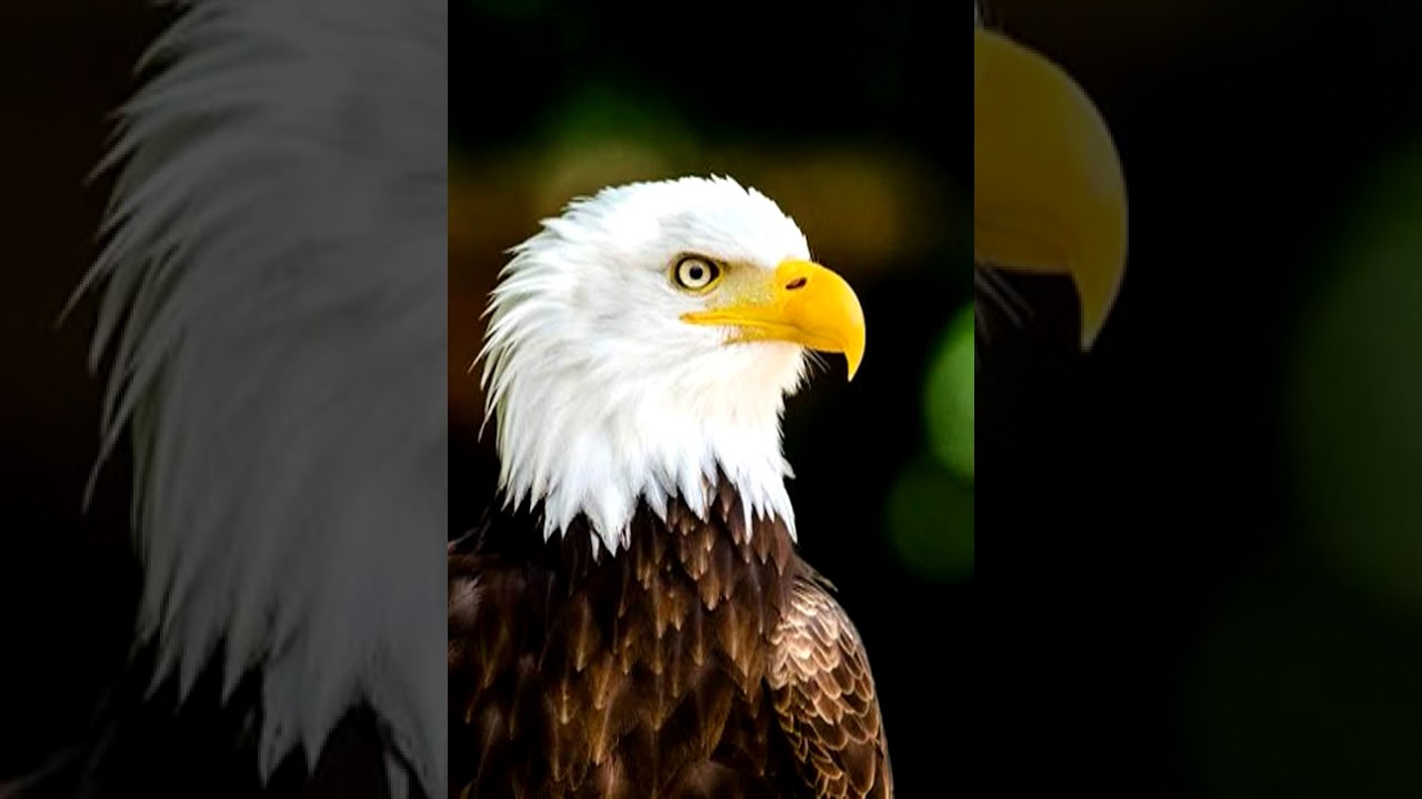 MUFUNDISHI LE ROI [____---- LUFU LWA TATA KASONGO KASWATUKA ----____] @TopMusiqueKilubaTV 