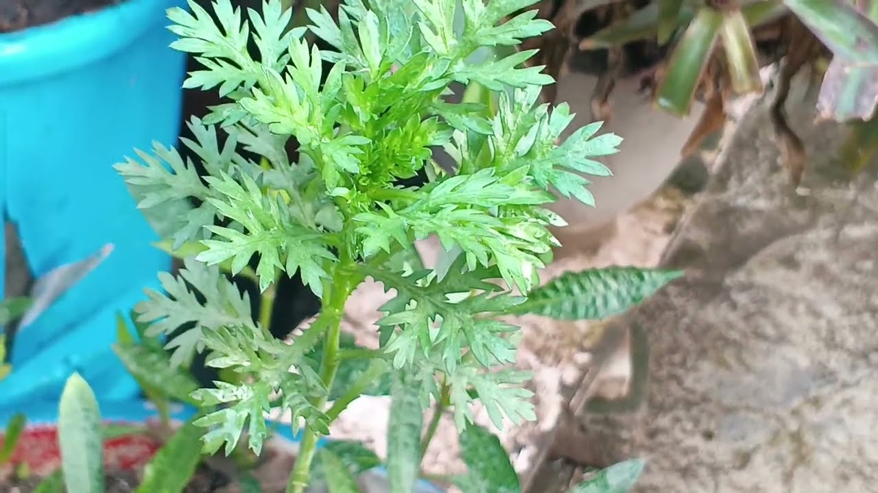 क्राउन डेजी ओर नास्त्रीशियस ( Nasturtium) प्लांट को आप भी इस समय लगा सकते है #garden#nature#plants 